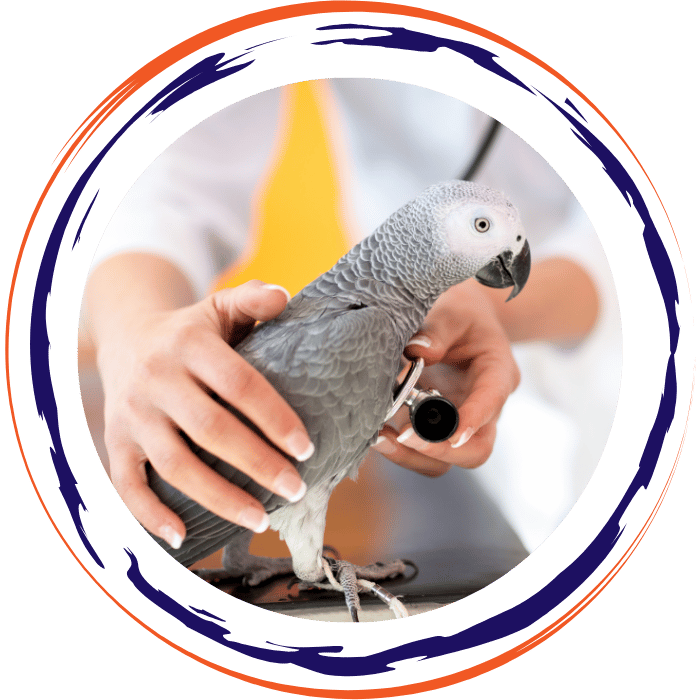 vet examing bird health