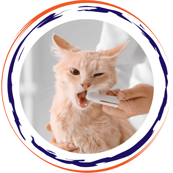 vet cleaning cat teeth by brush