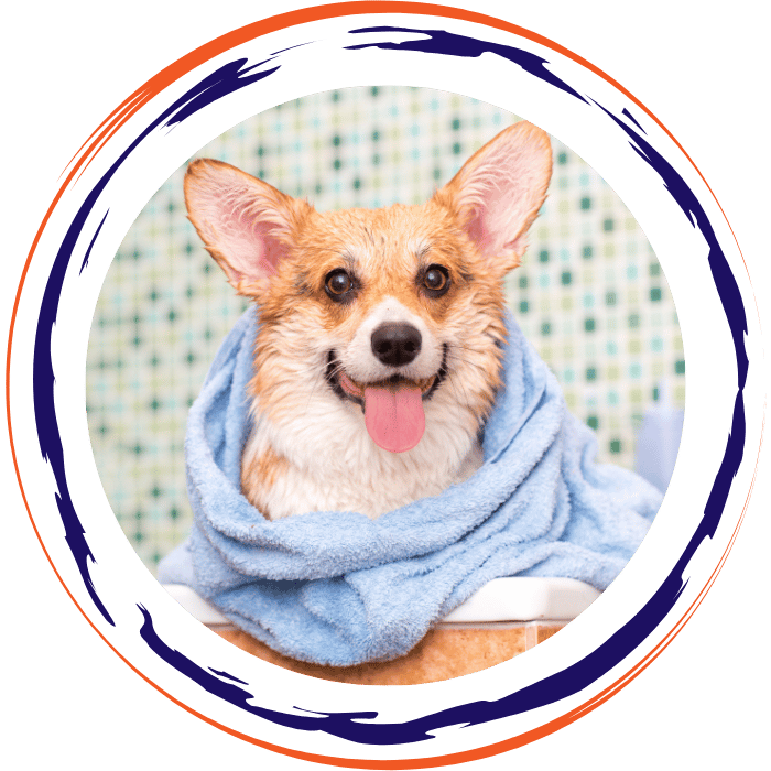 dog in towel