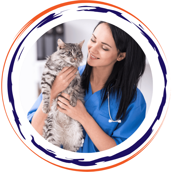 vet hold a cat