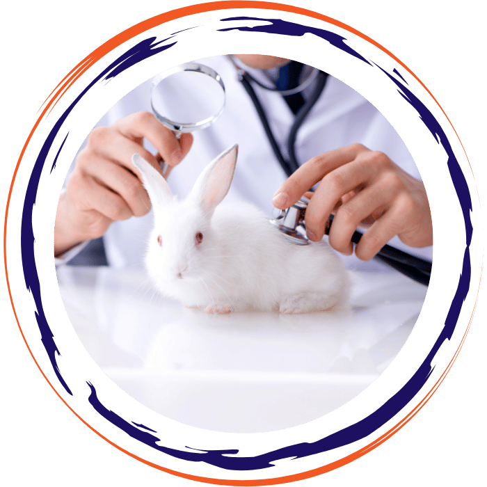 vet checking rabbit health